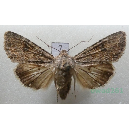 Anarta trifolii (Hufnagel, 1766) Czech7